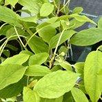 Aktinídia žilnatá - kiwi (Actinidia arguta) ´ISSAI´ - výška 50-80 cm, kont. C3L - SAMOOPELIVÁ